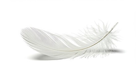 A single white feather curves gently against a white background, casting a subtle shadow.