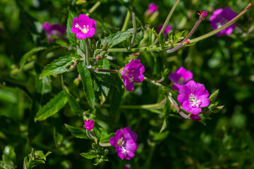 willow-herb epilobium hirsutum during flowering. Medicinal plant with red flowers