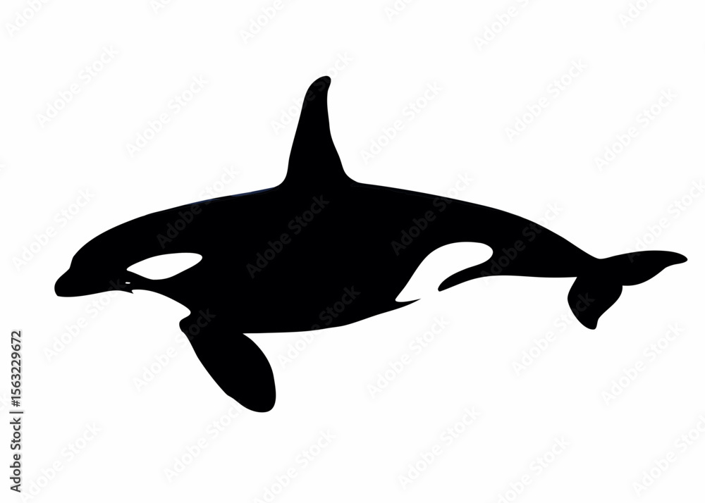 Poster silhouette of an orca with distinct black and white markings swimming in a white background space cr