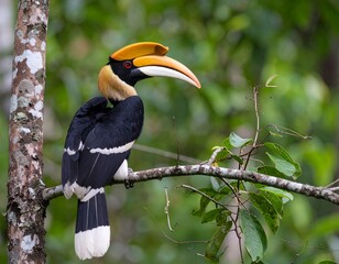 Side view of a great hornbill resting on a tree branch, showcasing its bold beak and plumage