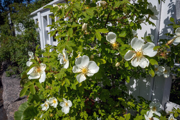 Blooming Midsummer Rose (Rosa spinosissima Plena), Finland