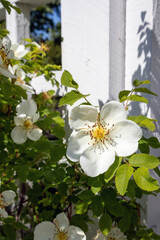 Blooming Midsummer Rose (Rosa spinosissima Plena), Finland