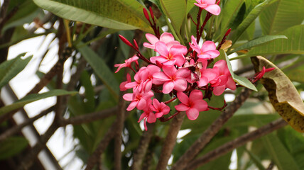 pink Plumera or pink Frangipani with green leaves background
