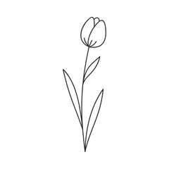 Tulip flower on white background. Hand drawn floral design. Simple botanical design element in linear doodle style. Vector 10 EPS.