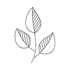 Hand drawn floral design. Stylized branch with bold striped leaves. Simple botanical element in linear doodle style. Vector 10 EPS.

