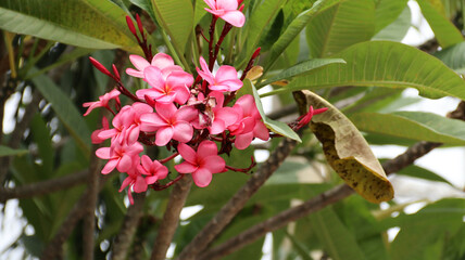 pink Plumera or pink Frangipani with green leaves background