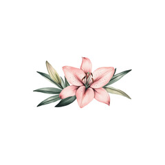 Elegant pink lily flower with delicate petals and natural green stem isolated on white background