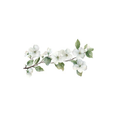Branch of cherry tree with blooming pink flowers isolated on white background