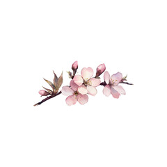  Pink cherry blossom branch with delicate flowers and soft petals isolated on white background