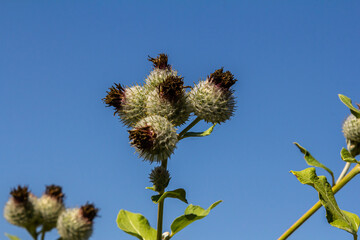 Arctium tomentosum, commonly known as the woolly burdock is a species of burdock belonging to the...