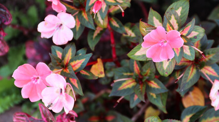 colorful purple Impatiens flowers commonly known as Busy Lizzies	