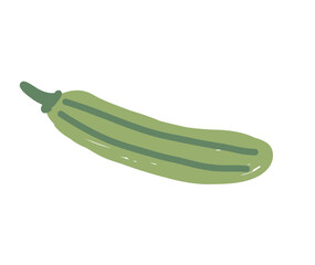 Hand drawn green zucchini isolated on white background.  Healthy food and garden harvest concept.