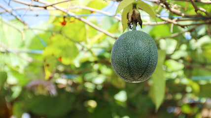 Close-up of Markisa or passion fruit hanging in the garden, selective focus