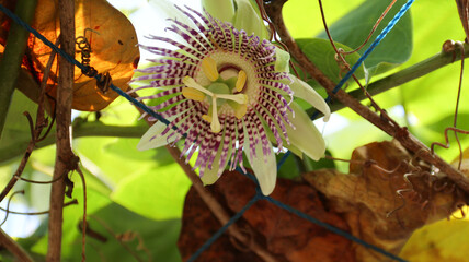 Markisa, Bunga Markisa or beautifull Passiflora edulis flower Passifloraceae family