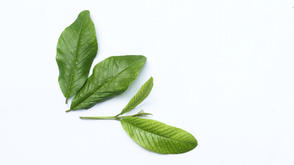 guava leaf shoots isolated on white	