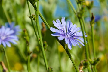 Cychorium intybus, blue sailors