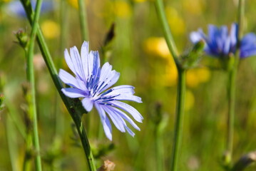 Cychorium intybus, blue sailors