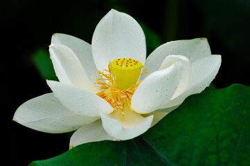 blossoming lotus flowers in pond	