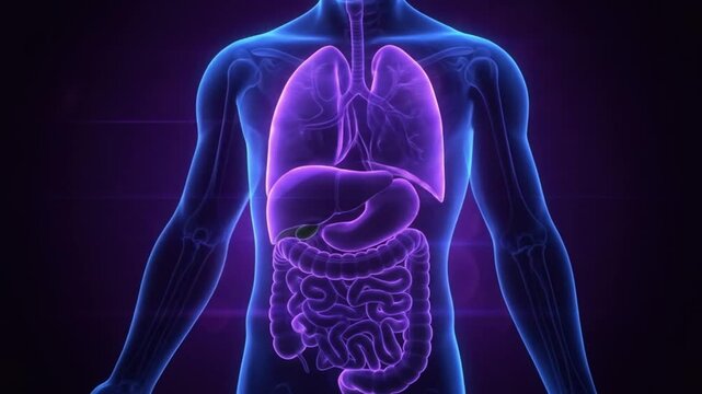 Digital illustration of human digestive system anatomy