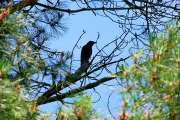 Corbeau et cil bleu .
