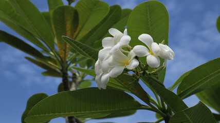 white Plumera or white Frangipani with green leaves background
