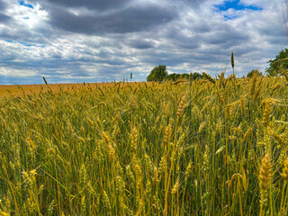 Golden wheat field stretching to the horizon under a dramatic cloudy sky. Agricultural landscape...