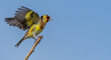 Vibrant yellow bird gracefully takes flight against a clear blue sky. AI Generated