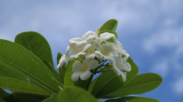 white Plumera or white Frangipani with green leaves background

