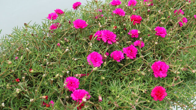 Pink Portulaca grandiflora or krokot mawar are blooming in the garden