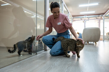 Cats interact through glass partitions in pet hotel rooms, observing each other as female staff member introduces new arrivals. Pet hotel, feline interaction, supervised introduction, animal comfort