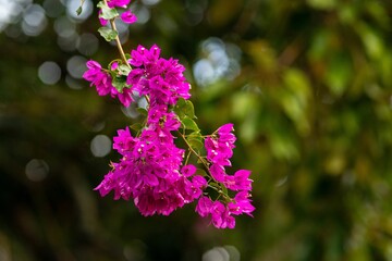 Obraz na płótnie Canvas Vibrant pink bougainvillea flowers close-up.