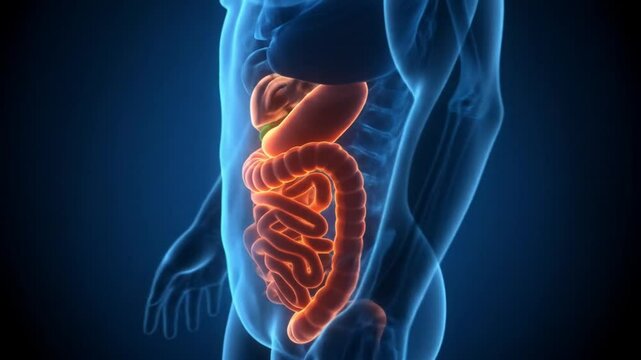 Digital illustration of the human digestive system with pancreas highlighted