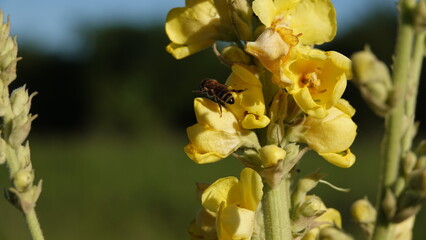 Dziewanna - żółte kwiaty dziewanny rosnące w polu. Kwiaty polne.  © tomo81