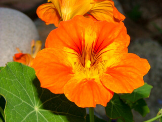 Nasturtium flower, Western Cape