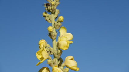 Dziewanna - żółte kwiaty dziewanny rosnące w polu. Kwiaty polne.  © tomo81