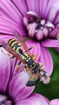   Vespula vulgaris. Avispa chaqueta amarilla europea. Una avispa come una larva de un gusano.