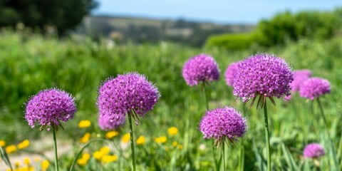 Obraz premium Purple allium flowers blooming beautifully in a sunlit summer meadow, showcasing garden elegance.