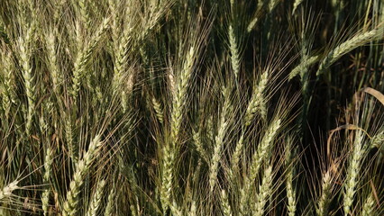 Zielone kłosy pszenicy na wiejskim polu podczas pięknej słonecznej pogody.  © tomo81