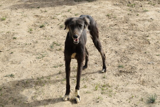 Tazy Dog: The Sighthound Hunting Breed