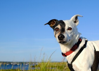 Distinctive Jack Russell Terrier with Curious, Intent Gaze Outdoors