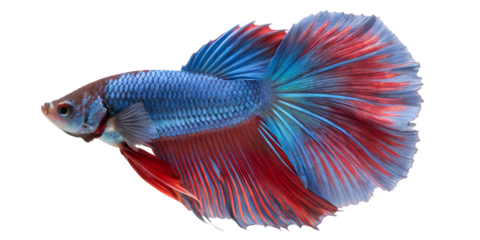 A vibrant betta fish with blue and red fins swims gracefully. The fish displays intricate patterns and a flowing tail, set against a transparent background.