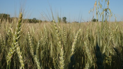 Zielone kłosy pszenicy na wiejskim polu podczas pięknej słonecznej pogody.  © tomo81