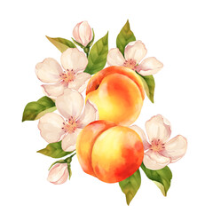 Hand-drawn Peach and Blossom Illustration