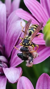   Vespula vulgaris. Avispa chaqueta amarilla europea. Una avispa come una larva de un gusano. 