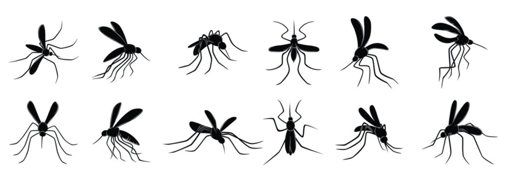 mosquito flying insects carriers viruses bloodsuckers vector drawn mosquitos