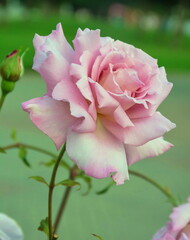 The bud of a delicate pink rose flower