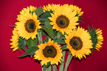 Sunflowers (Helianthus annuus) bouquet