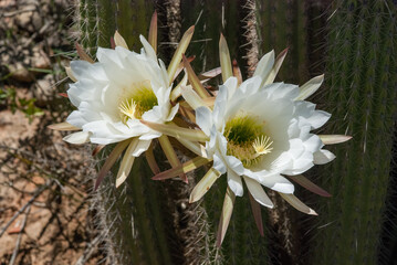 Two white cactus flowers blooming at Western Cape