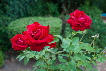 Red Roses (Rosa) at Western Cape