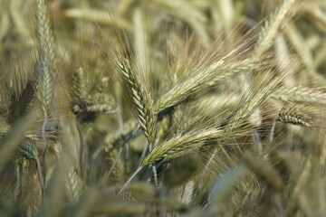 Zielone kłosy pszenicy na wiejskim polu podczas pięknej słonecznej pogody.  © tomo81